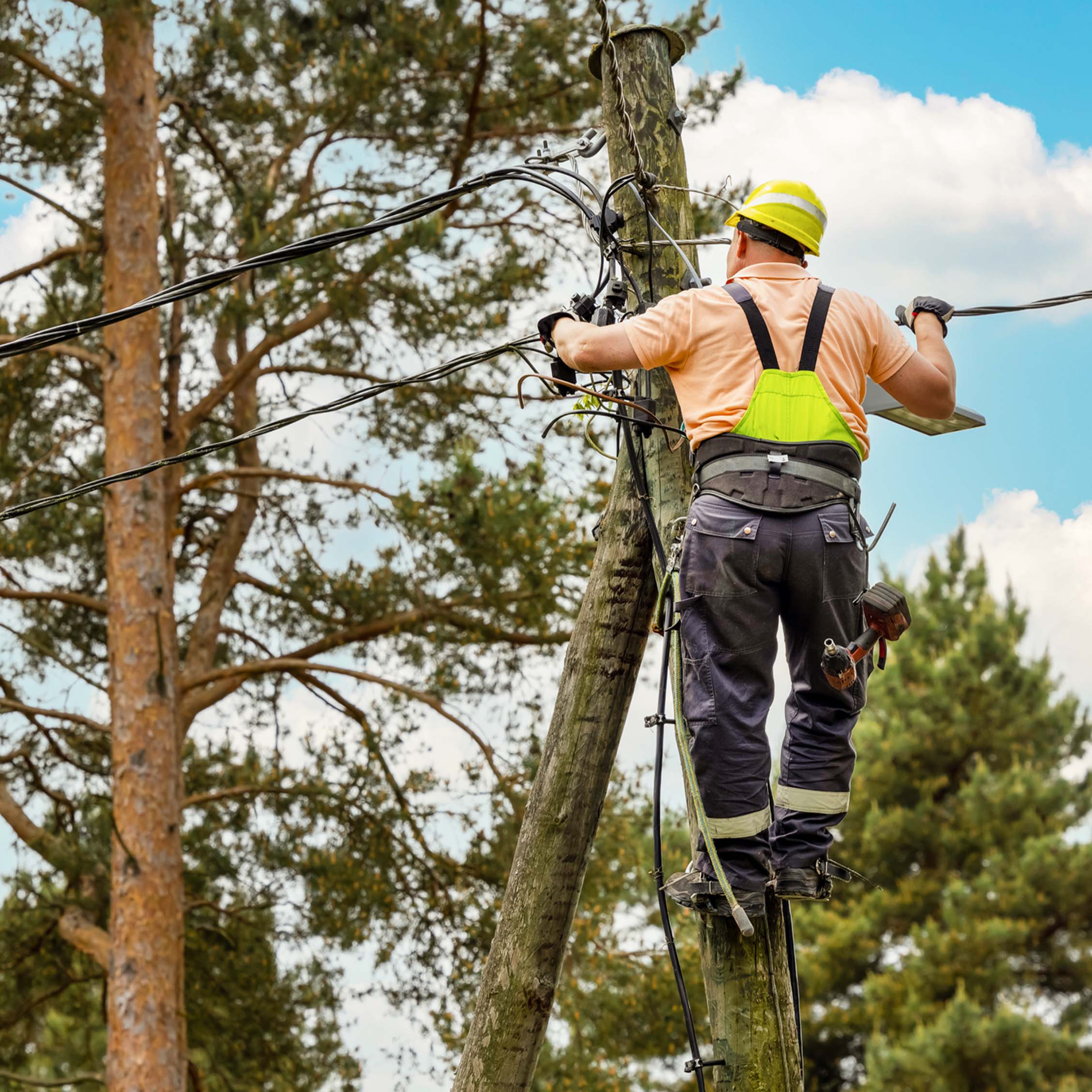 ARBORIST - Fusion Climb